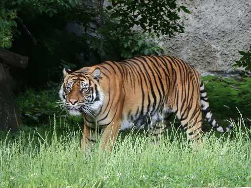 Jungle Prowl